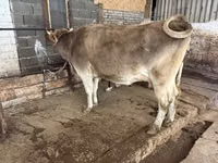 Kuh, Holstein-Rasse — Foto 4