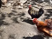Chickens — picha 4