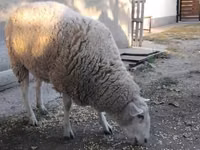 Oveja, Ovejas — foto 3