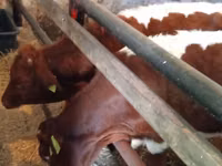 Cattle (batch, sex not specified), Hereford — photo 3