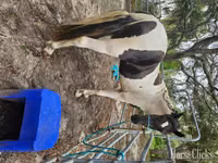 Farasi dume, American paint horse — picha 8