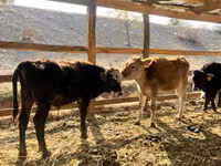 Ng'ombe dume, Swiss cattle — picha 1