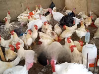 Turkeys — Foto 4