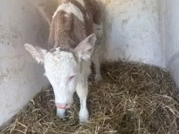Bulle, Simmental cattle
