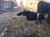 Bull, Russian Black pied cattle — photo 7