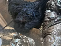 ऑस्ट्रेलॉर्प — फ़ोटो 1