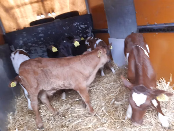 Bull, Limousin cow