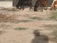 Toro, Ganado vacuno — foto 2
