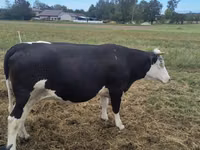 Ng'ombe jike, Banda la Holstein — picha 7