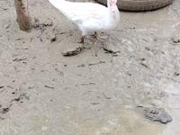 Ducks — Foto 3