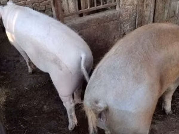 Pigs (batch, sex not specified), 