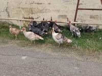Turkeys — foto 2