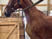 घोड़ी, Dutch warmblood horse — फ़ोटो 4