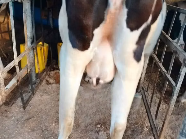 Kuh, Holstein-Rasse