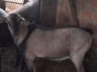 تيس, Nubian Goat — الصورة 1