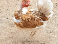 Chickens — photo 1