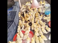 Deutscher Pekin — Foto 1