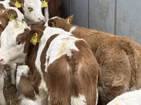 Rinder (Partie, Geschlecht nicht angegeben), Rinder — Foto 7