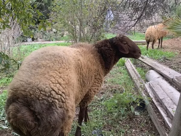 Ram, Sheep