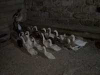 Geese — photo 3