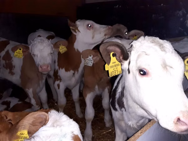 ثور, Simmental cattle