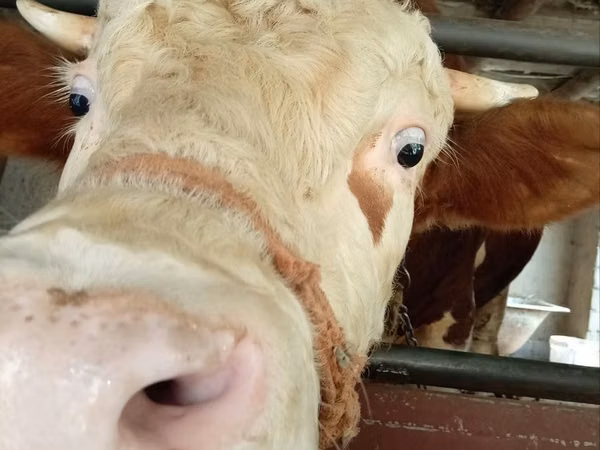 Ng'ombe dume, Simmental cattle