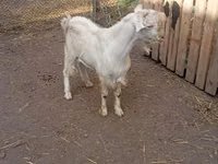 تيس, Saanen goat — الصورة 3