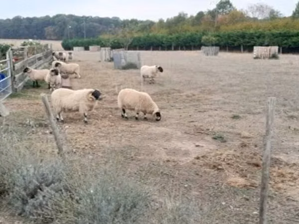 Dume la kondoo, Scottish Blackface sheep