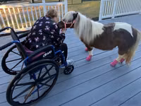 فرس, Miniature horse — الصورة 3