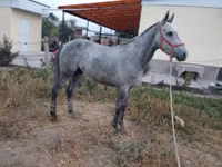 Hengst, Friesian sport horse — Foto 2