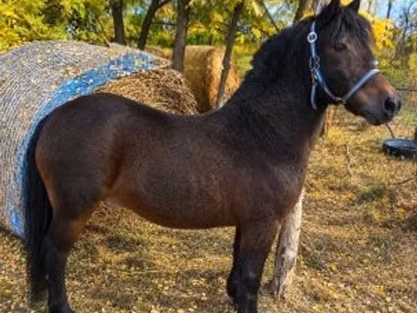 Farasi dume, Farasi
