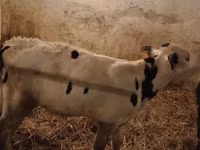 公牛, Russian Black pied cattle — 照片 2