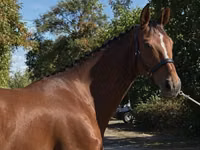 Farasi jike, Hanoverian — picha 4