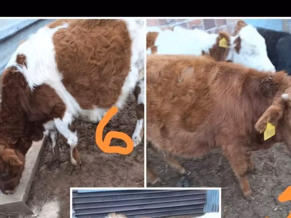 Ng'ombe (kikundi, jinsia haijatajwa), Simmental cattle