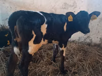 بقرة, Russian Black pied cattle — الصورة 1