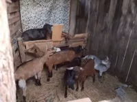 Cabro, Cabras — foto 1