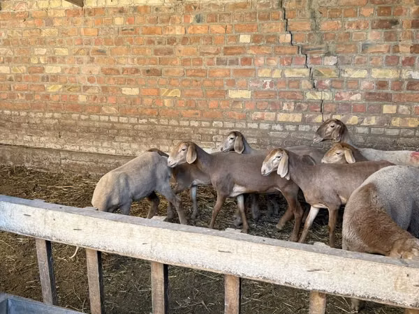 Schaf, Hissar sheep