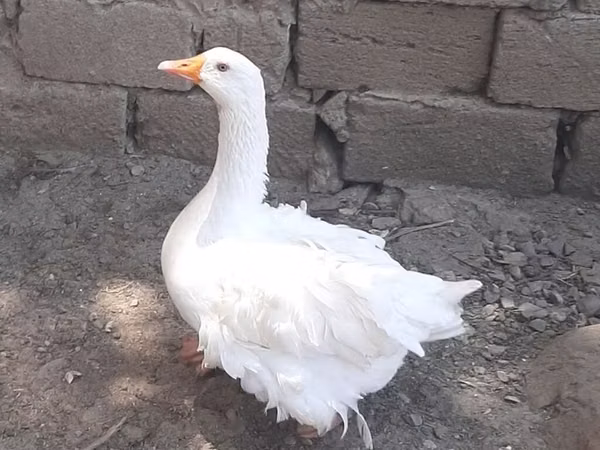 Geese