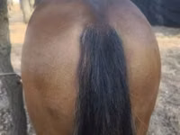 Caballo, Caballos — foto 3