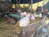 बकरी, Saanen goat — फ़ोटो 2