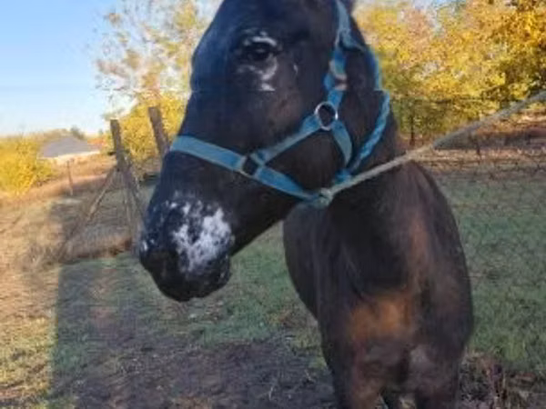 Farasi jike, Mule
