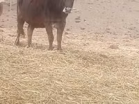 Cow, Brown Carpathian breed — photo 2