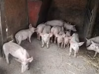 Pigs (batch, sex not specified), Pigs — photo 1