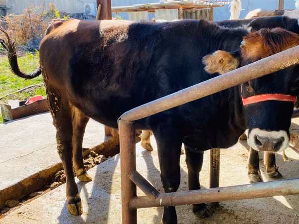 Ng'ombe dume, Swiss cattle
