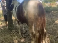 Hengst, Indian half-bred — Foto 3
