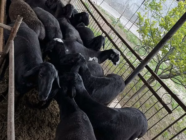 Ram, Sheep