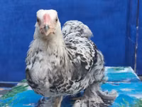 Brahma — Foto 7