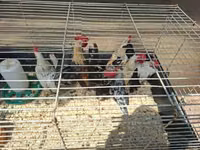 Bantam holandés — foto 2