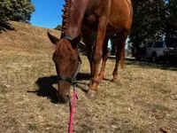 Caballo, Oldenburg horse — foto 2