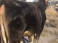 Ng'ombe jike, Swiss cattle — picha 1